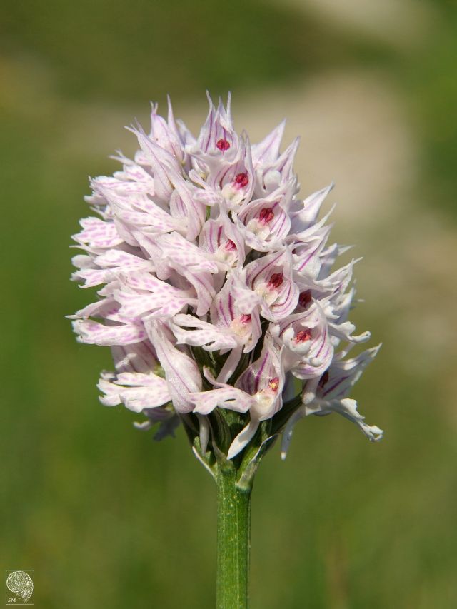 Alpe di Vobbia (GE) -Neotinea tridentata